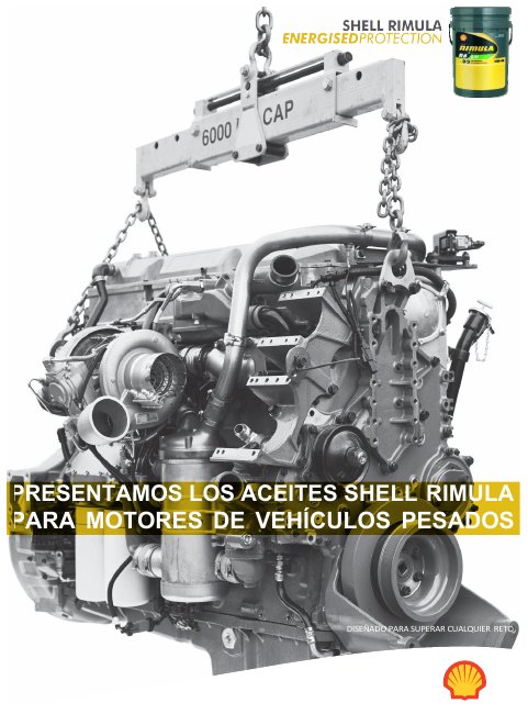 Shell Rimula